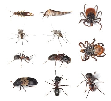 free pest identification environmental pest management ant identification chart