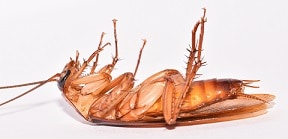 Dead American Cockroach