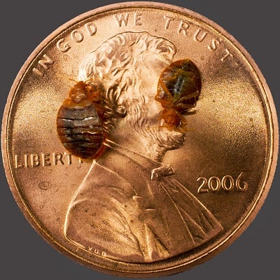 Bed bugs on penny