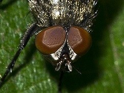 Cluster Fly eyes