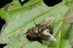 Cluster Fly on leaf