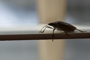 Stink Bug on window frame
