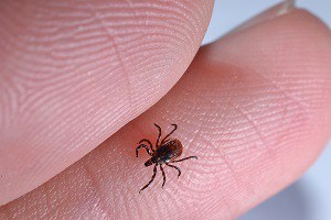 Blacklegged Tick control fleas