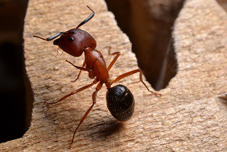 carpenter ant on wood