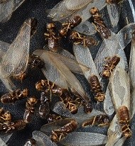 Termite Swarmers