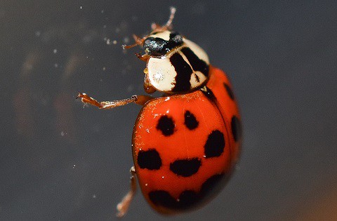 Ladybug on window