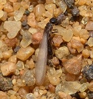 Single termite swarmer