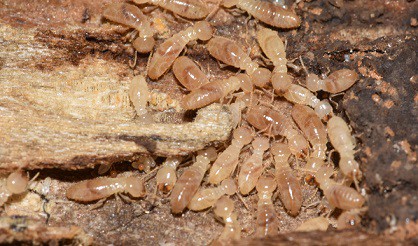 Worker termites foraging on wood