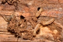 Worker termites on wood