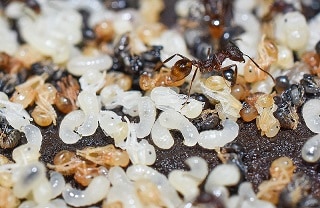 Ants tending their eggs