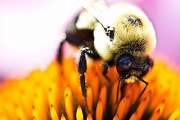 Bee on flower 2