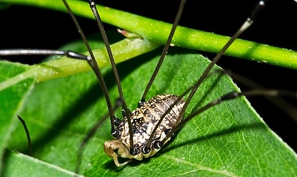Harvestman Spider
