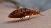 Pest Control and Entomology Consulting Services Bed Bug