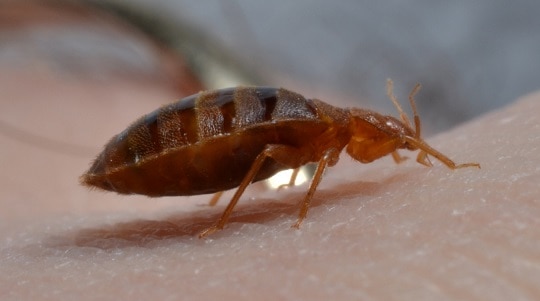 Bedbug Control and Elimination