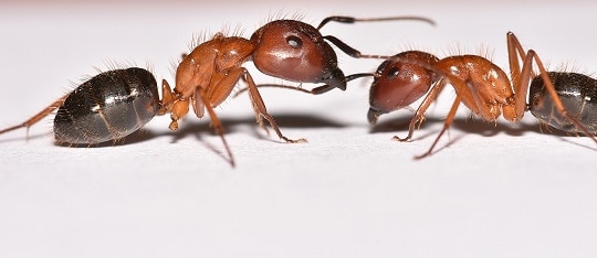 Two Carpenter ants