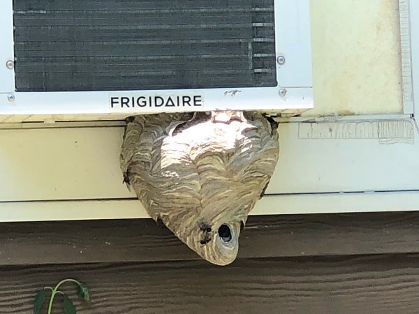Hornet Nest removal