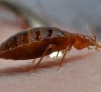 Bed Bugs - What You Need to Know