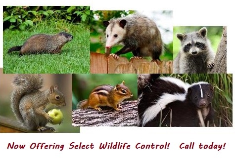 Wildlife Control Services