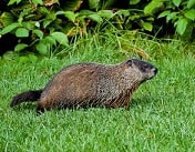 groundhog removal